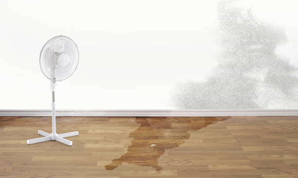 Best Local water damage restoration  in Highlands, TX